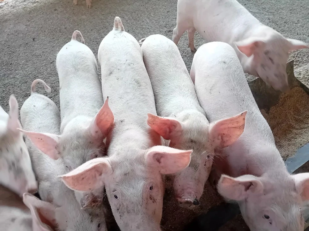 vand porci si purcei 