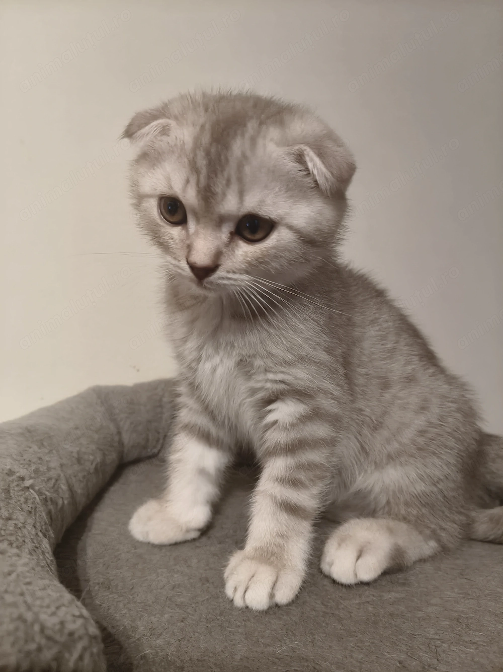 Băiețel Scottish Fold 