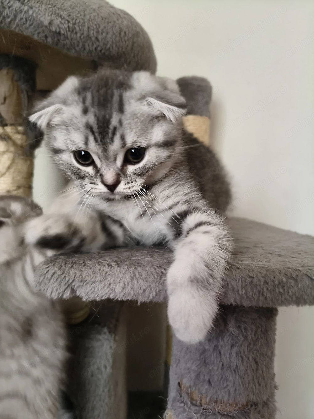 Pui de pisica Scottish Fold 