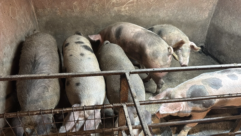 Porci de taiat la 100-150 kg