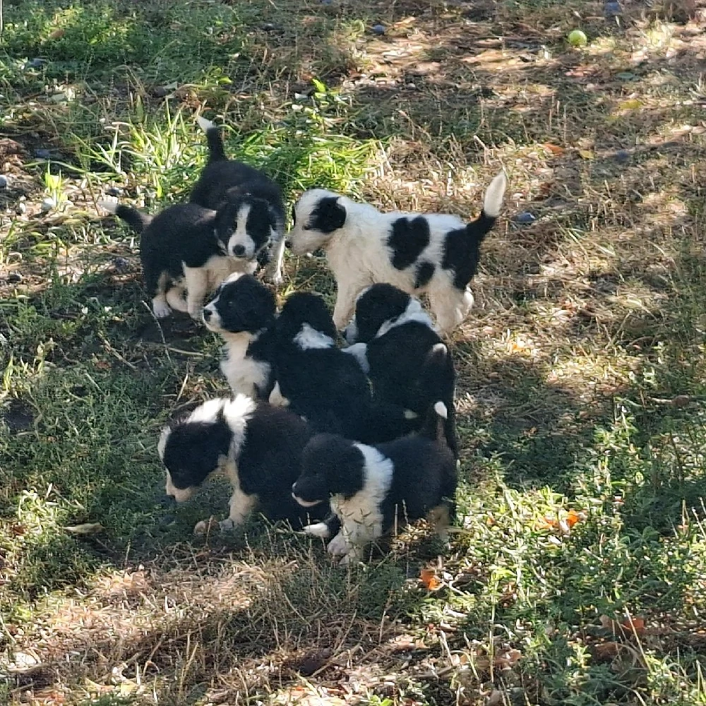 Vind cățeii Border Collie 