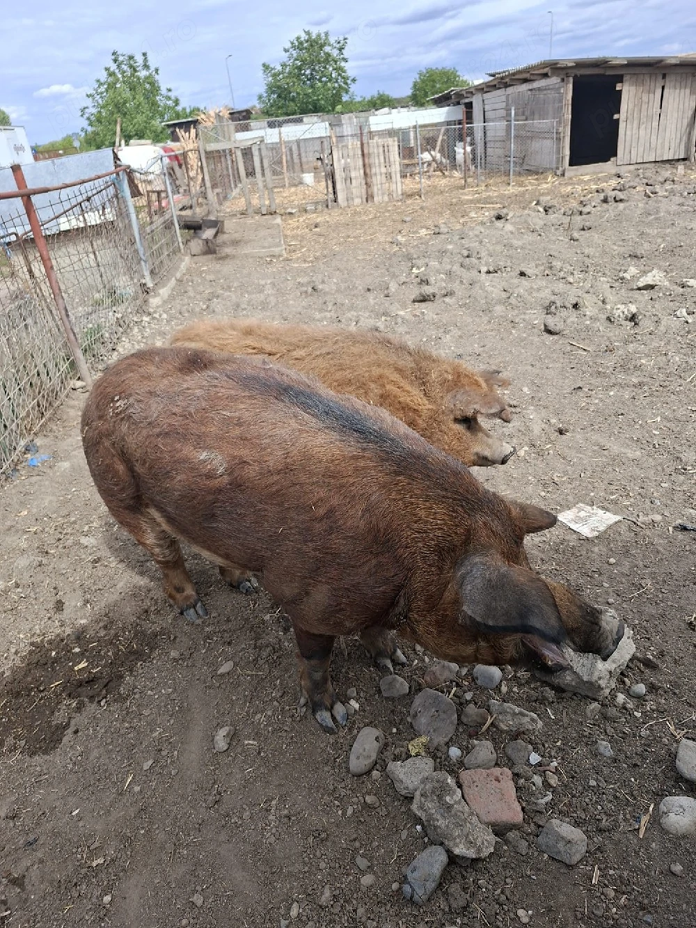 vand porc mangalia duroc