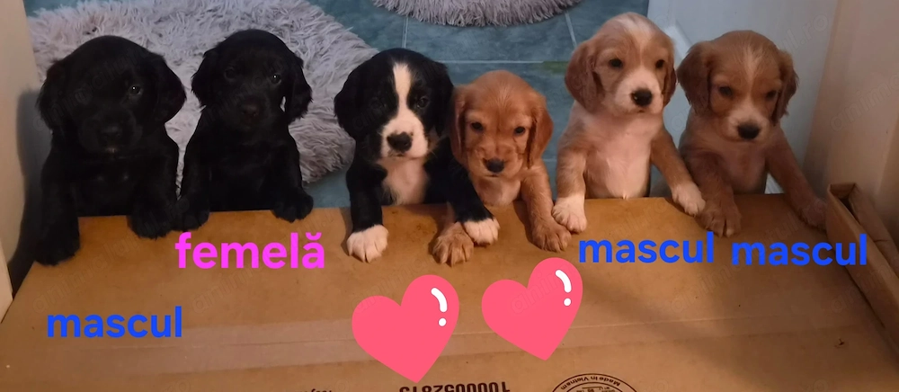 Cocker Spaniel englez