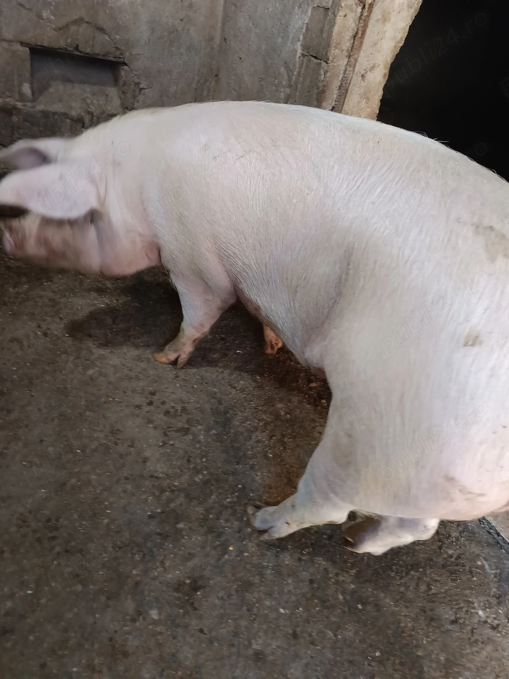 Vind  3 porci între 150 kg și 290 kg 