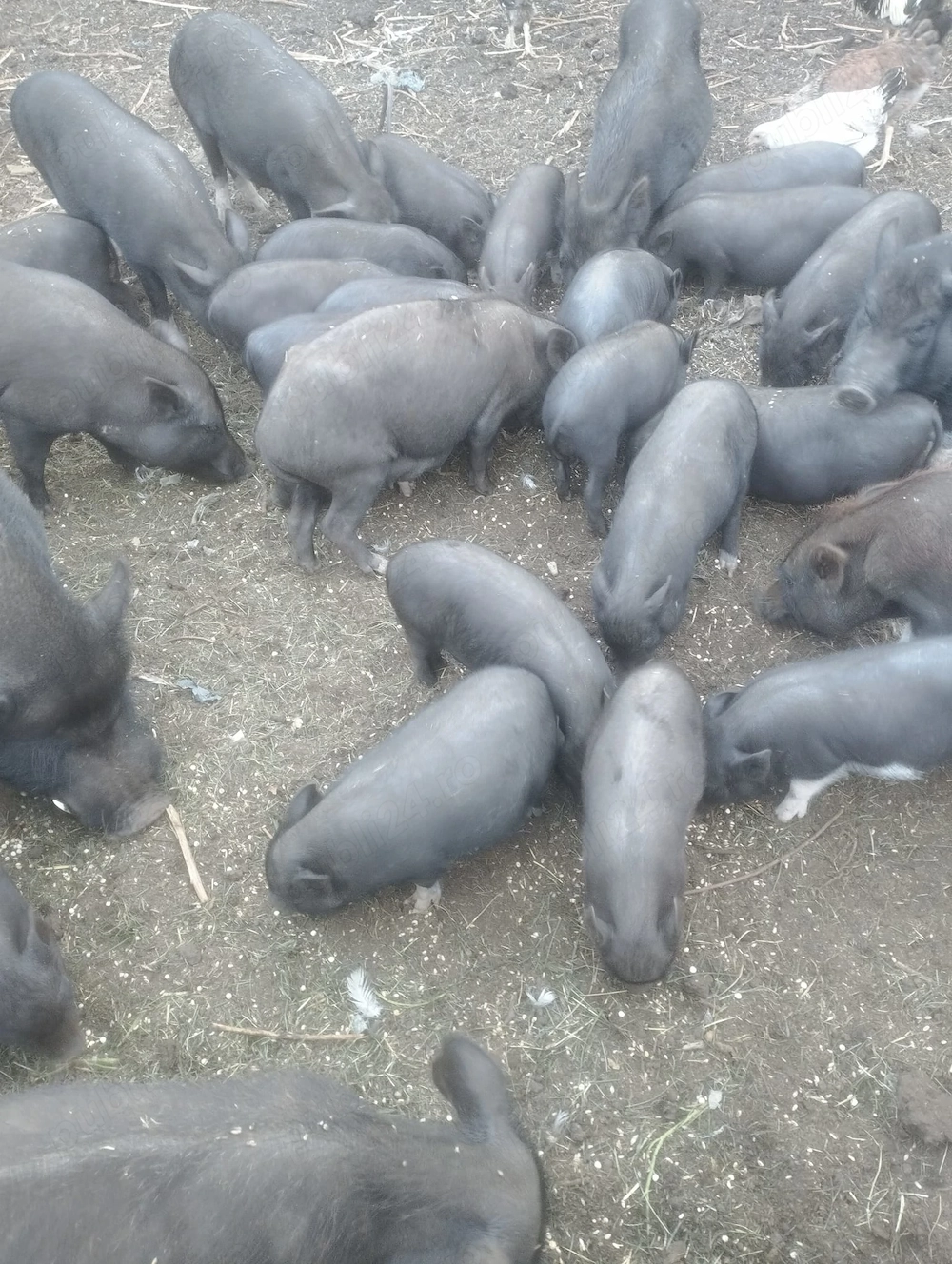  ,Vand vieri si purcei vietnamezi sau schimb, astept oferte..