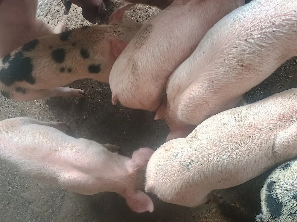 Vând purcei rasa landrace 