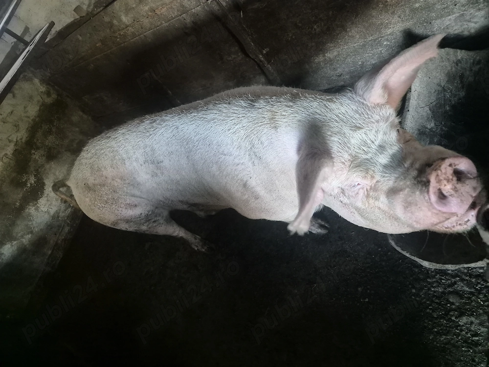 Vând porc gras 