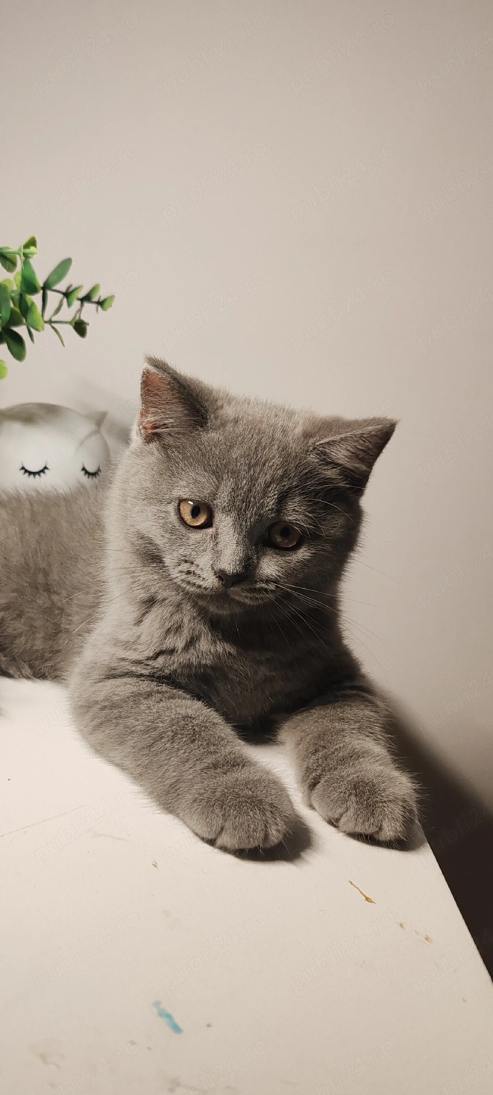 British shorthair blue pui