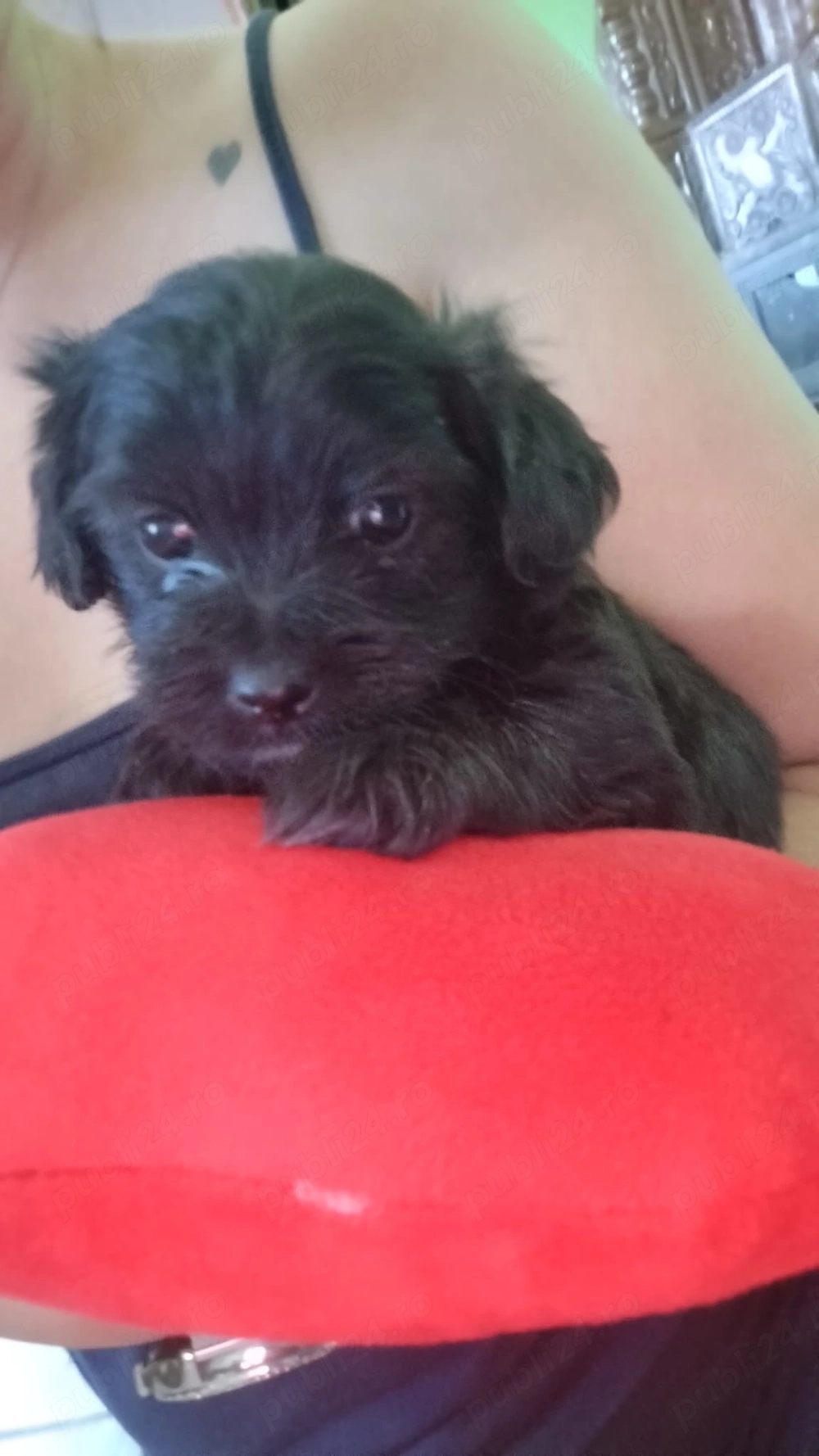 Cateluși bichon 