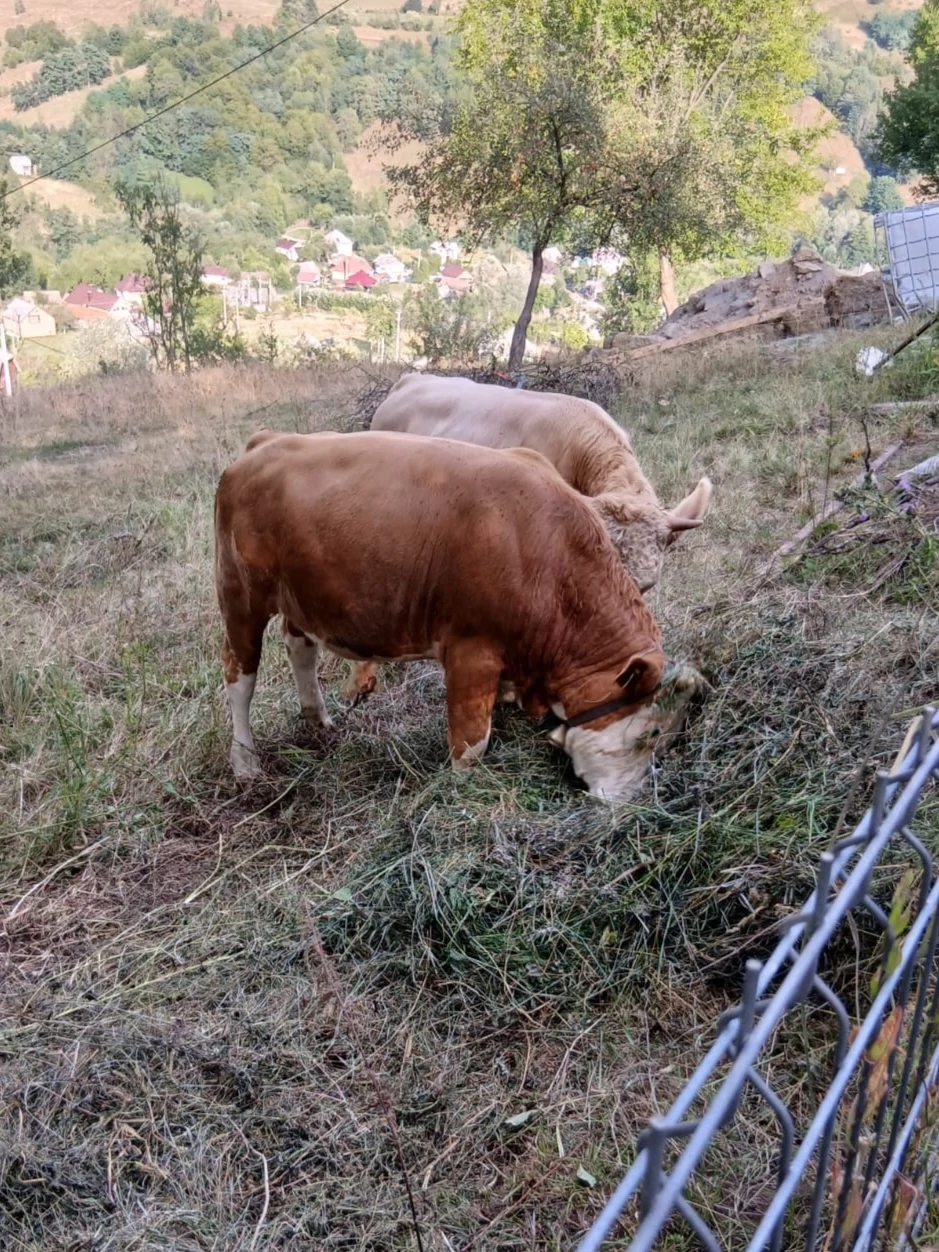 Vând 2 taurasi de un an! 
