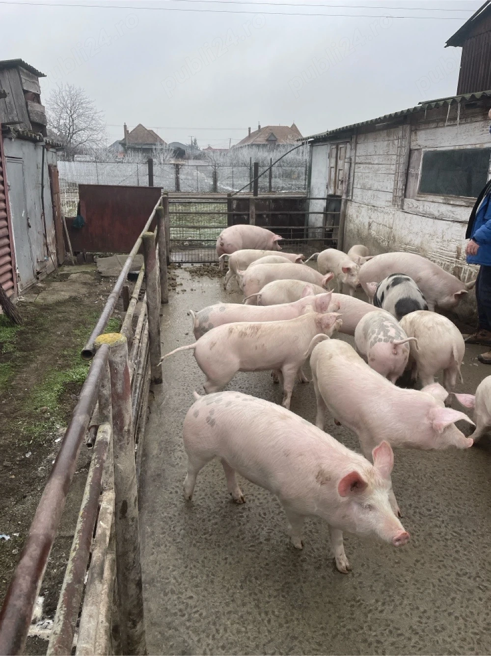 Porci 50-60 kg