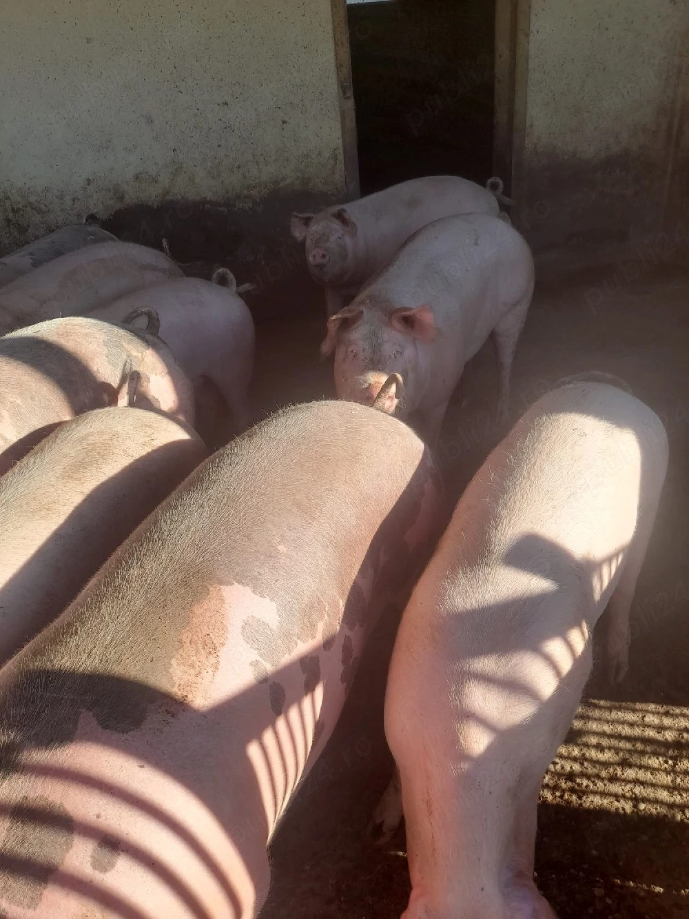 vind porci