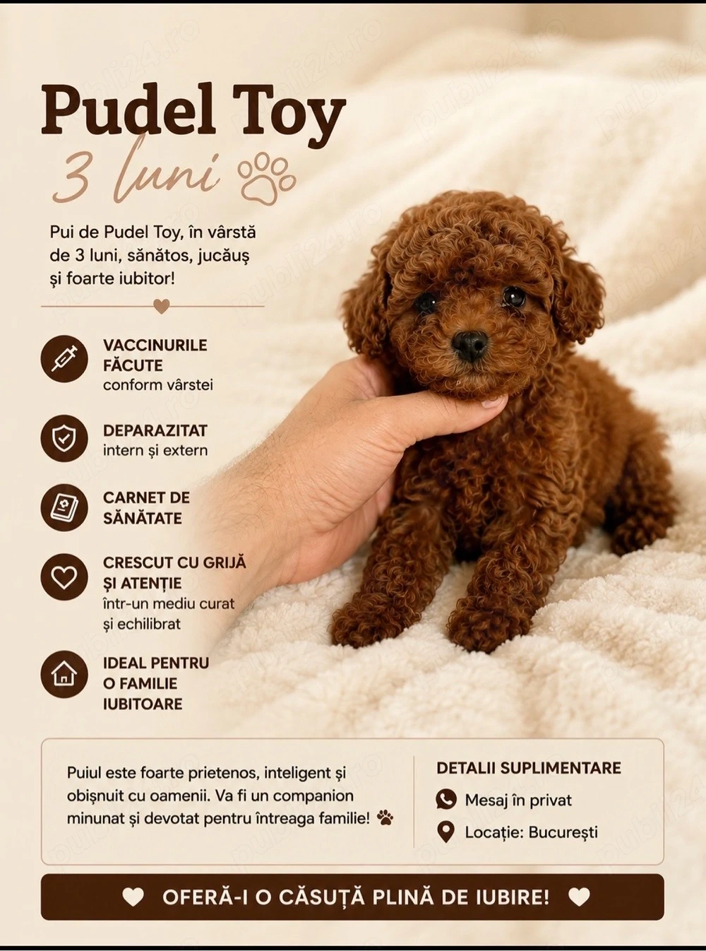 pudel toy cu pedigree talie mica 