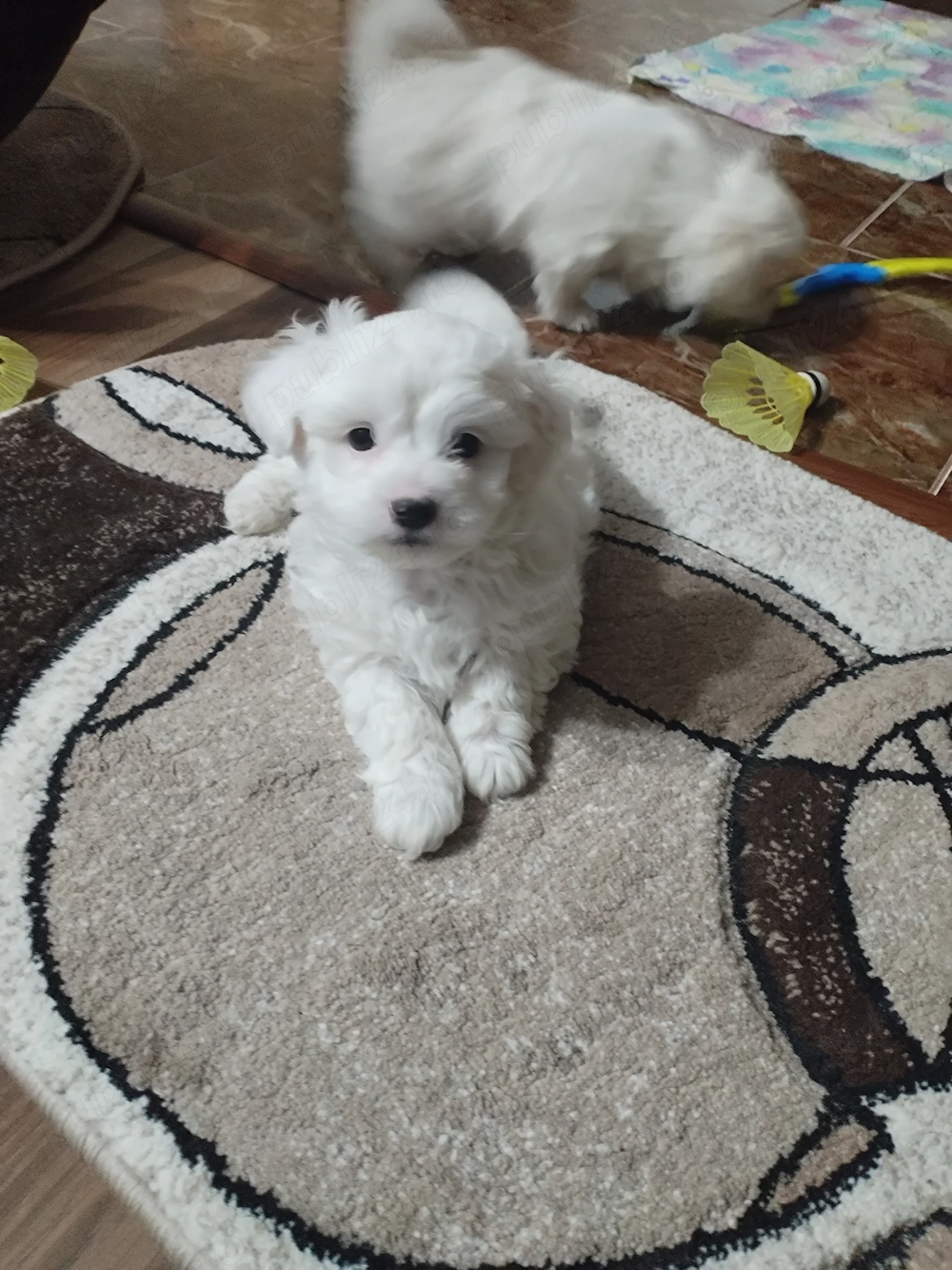 Bichoni foarte jucăuși si dragalasi!