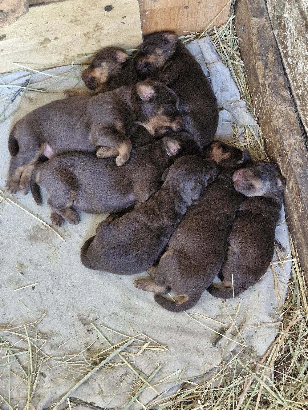 Pentru o casa noua catei jagd terrier talie mica 