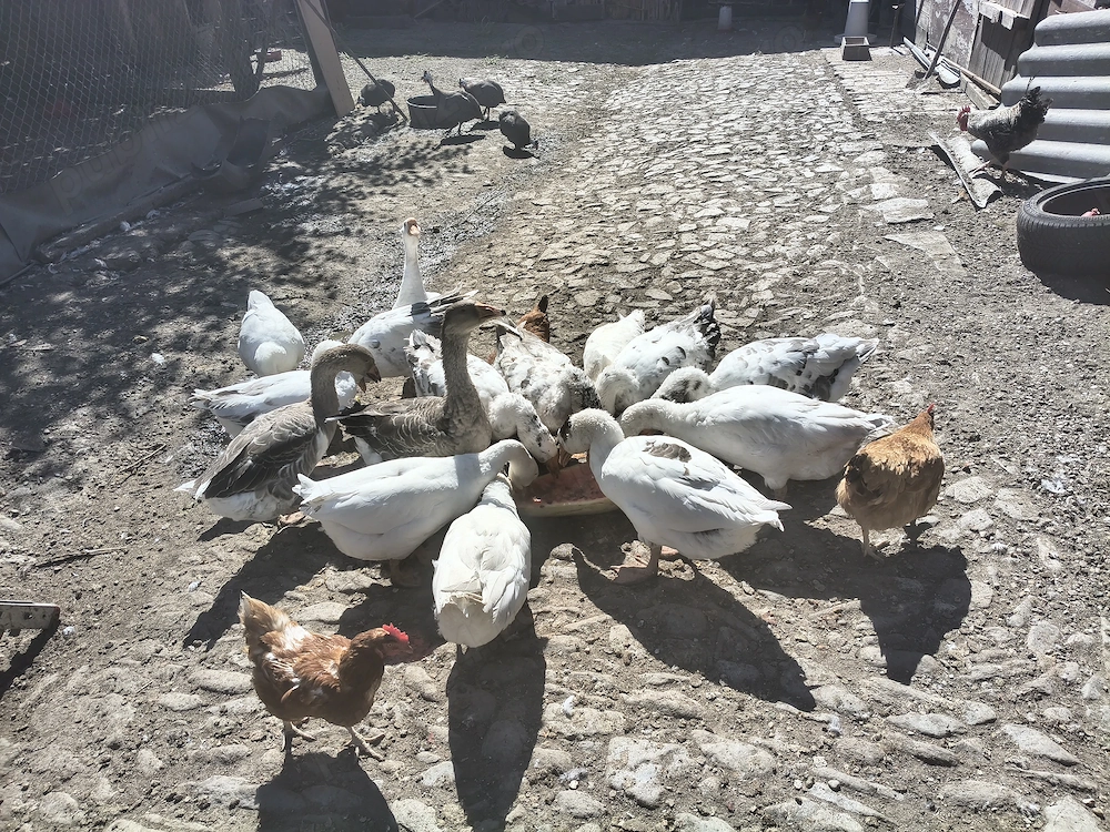 Vând lot gâște de curte (matcă + tineret dezvoltat)   crescute 100% natural