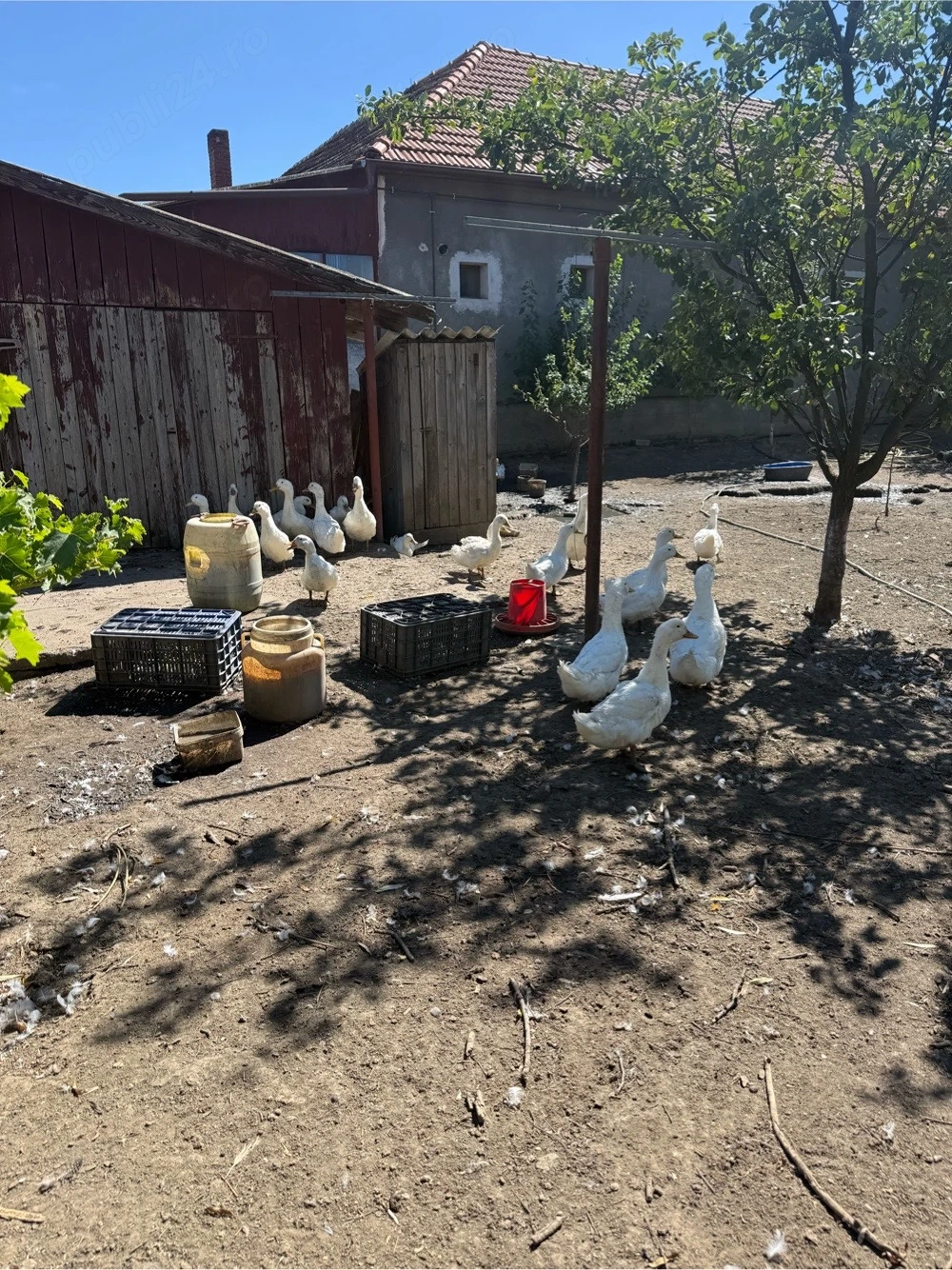vând gâște si rațe
