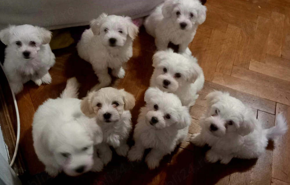 Vânzare pui bichon maltez