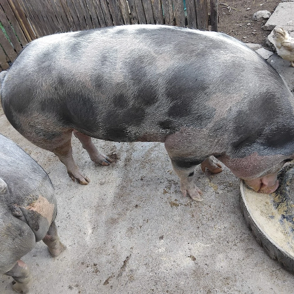 Vand porc pietrain