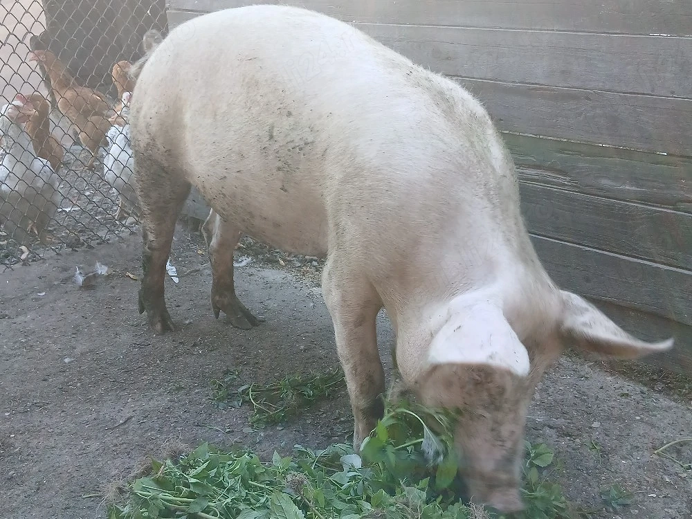Porci Craiova 