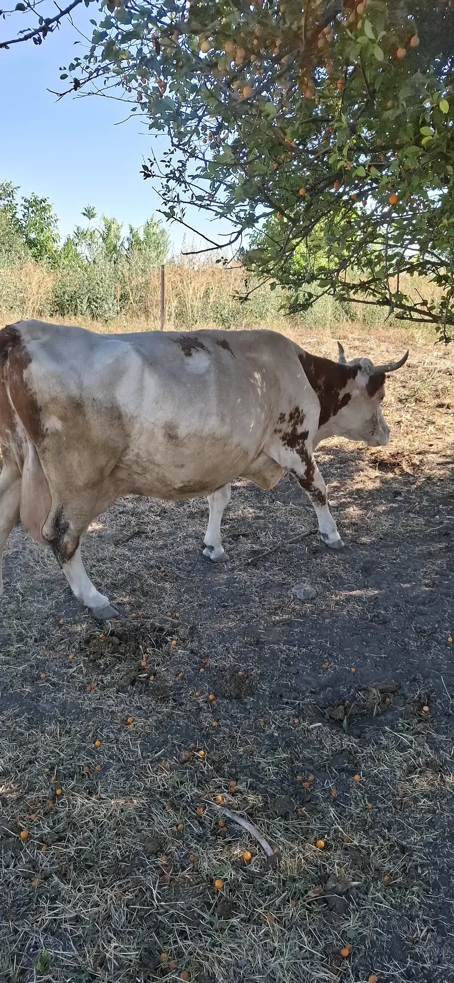 Disponibil vaca