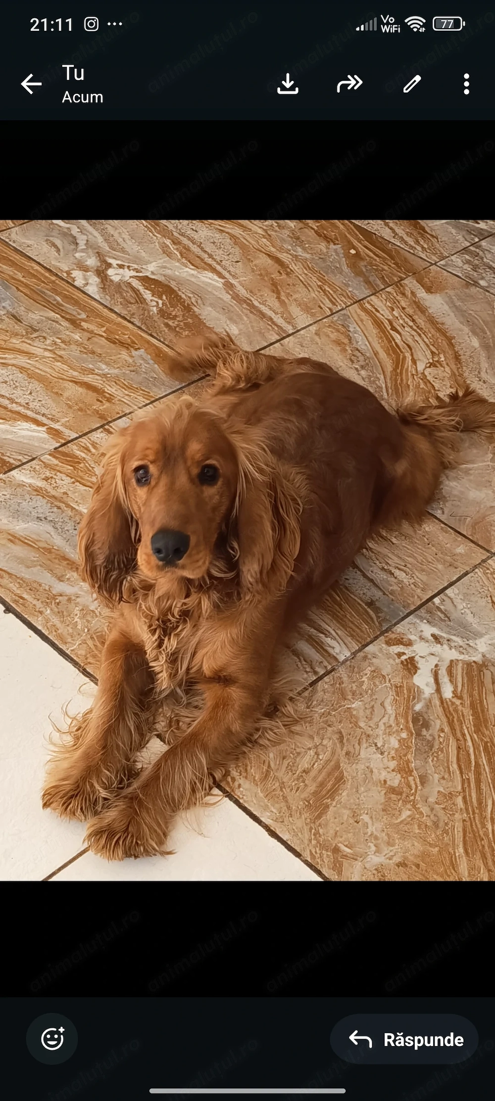 Donez cocker spaniel 1 an și 3 luni