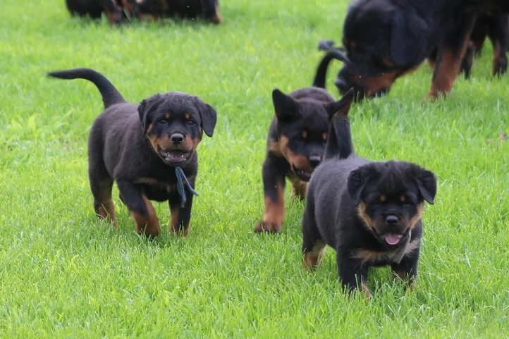  Pui de Rottweiler foarte dresați, ascultători și iubitori, în căutarea unor noi cămine