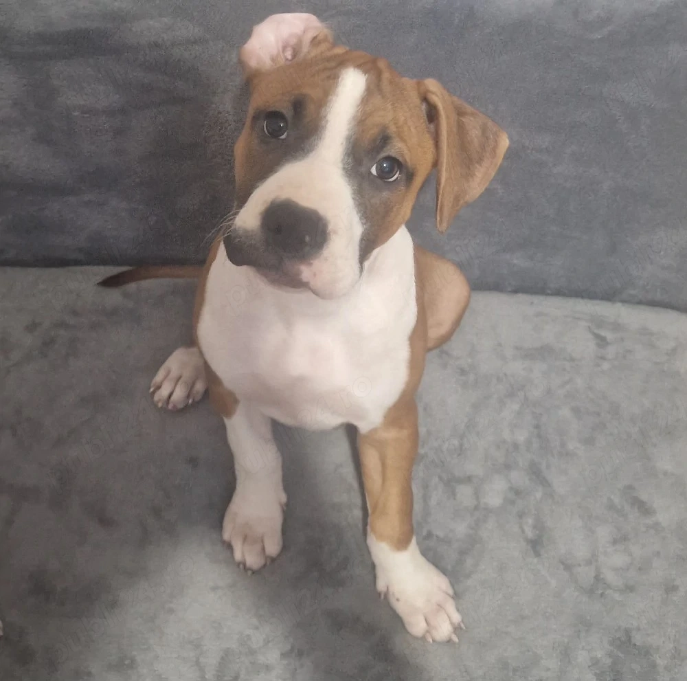 Vând pui Amstaff, femele, în vârstă de 2 luni