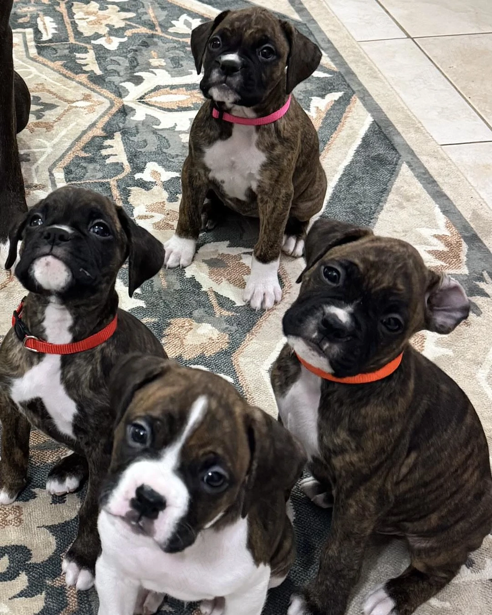 Ai văzut puii ăștia drăguți de boxer? 