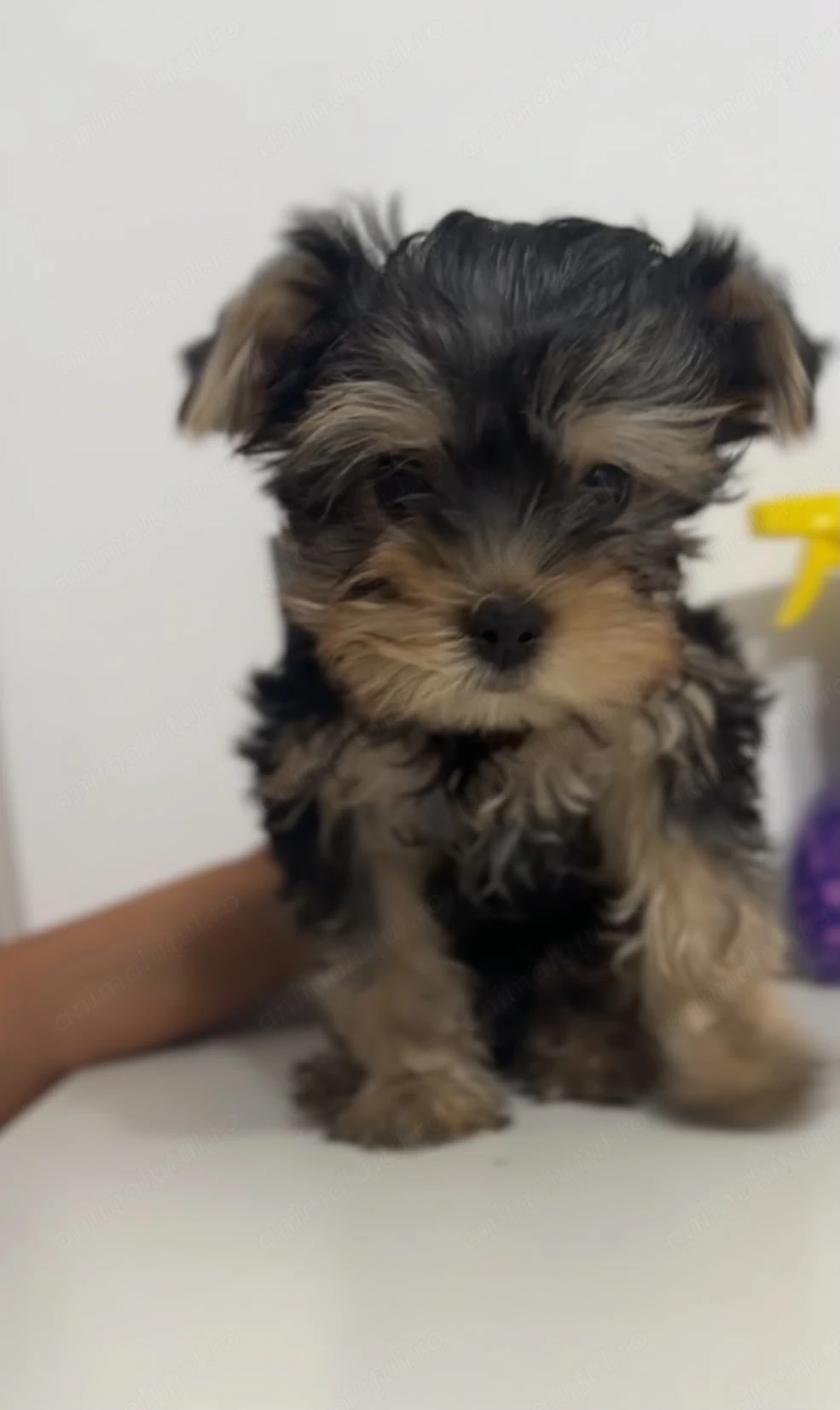 Pui yorkshire terrier