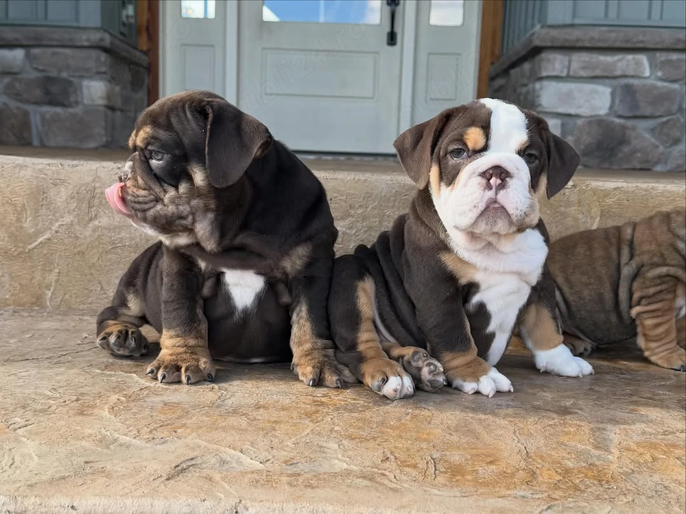 Nu ratați puii noștri de bulldog englez, de rasă pură și foarte sănătoși