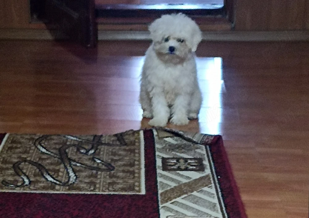 Cățelușă Bichon Maltez 