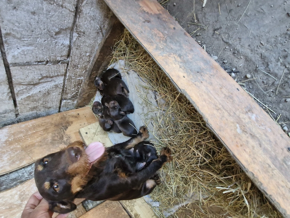 Catei jagdd terrier ciocolati