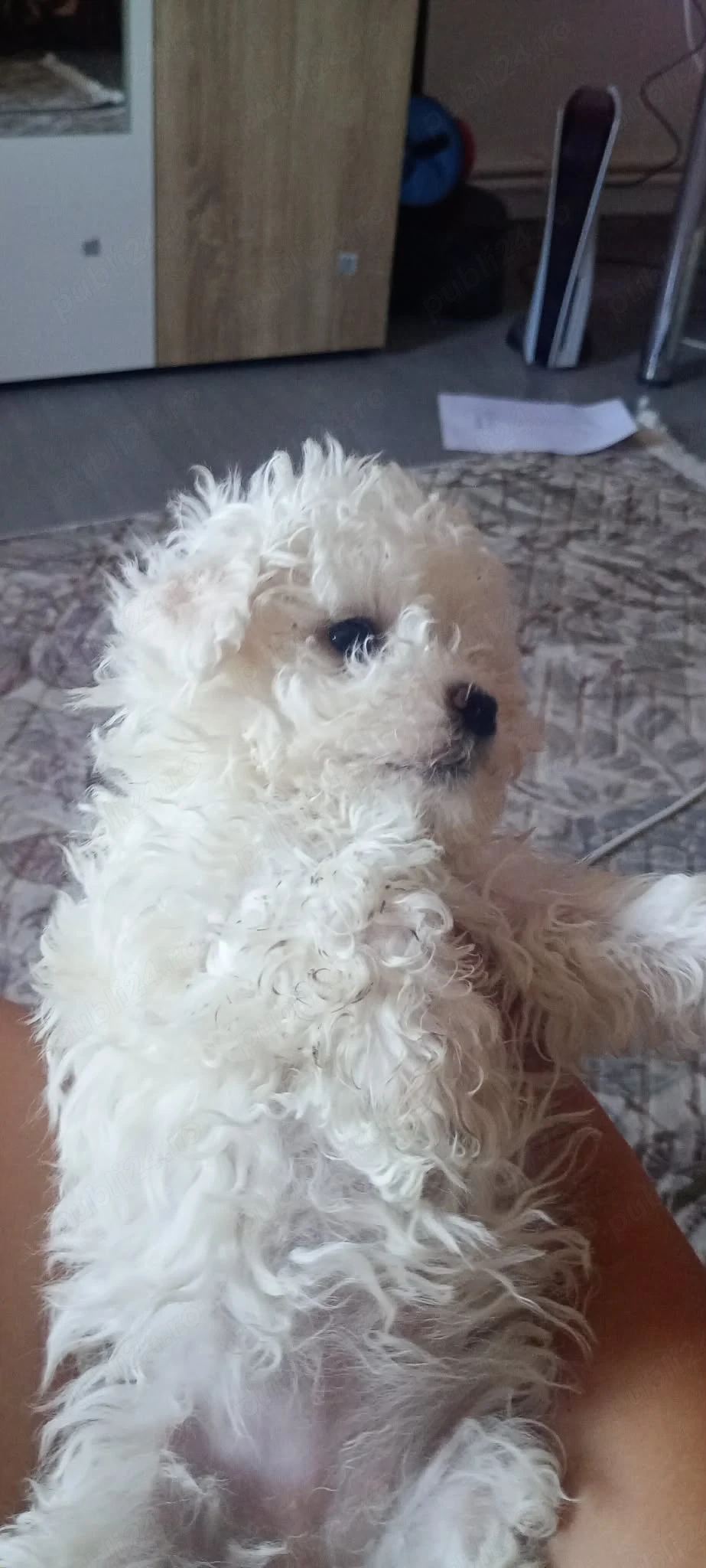 Pui bichon Bolognese 6 saptamani