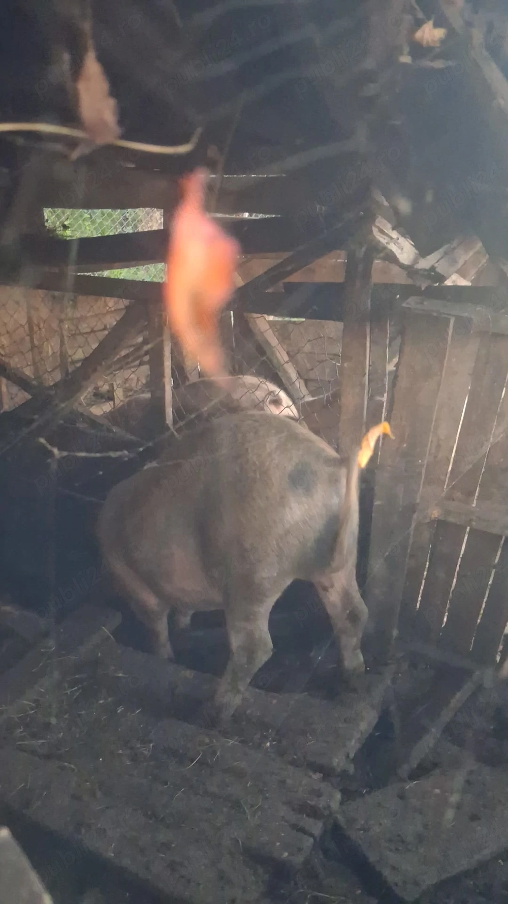 Vând porci 