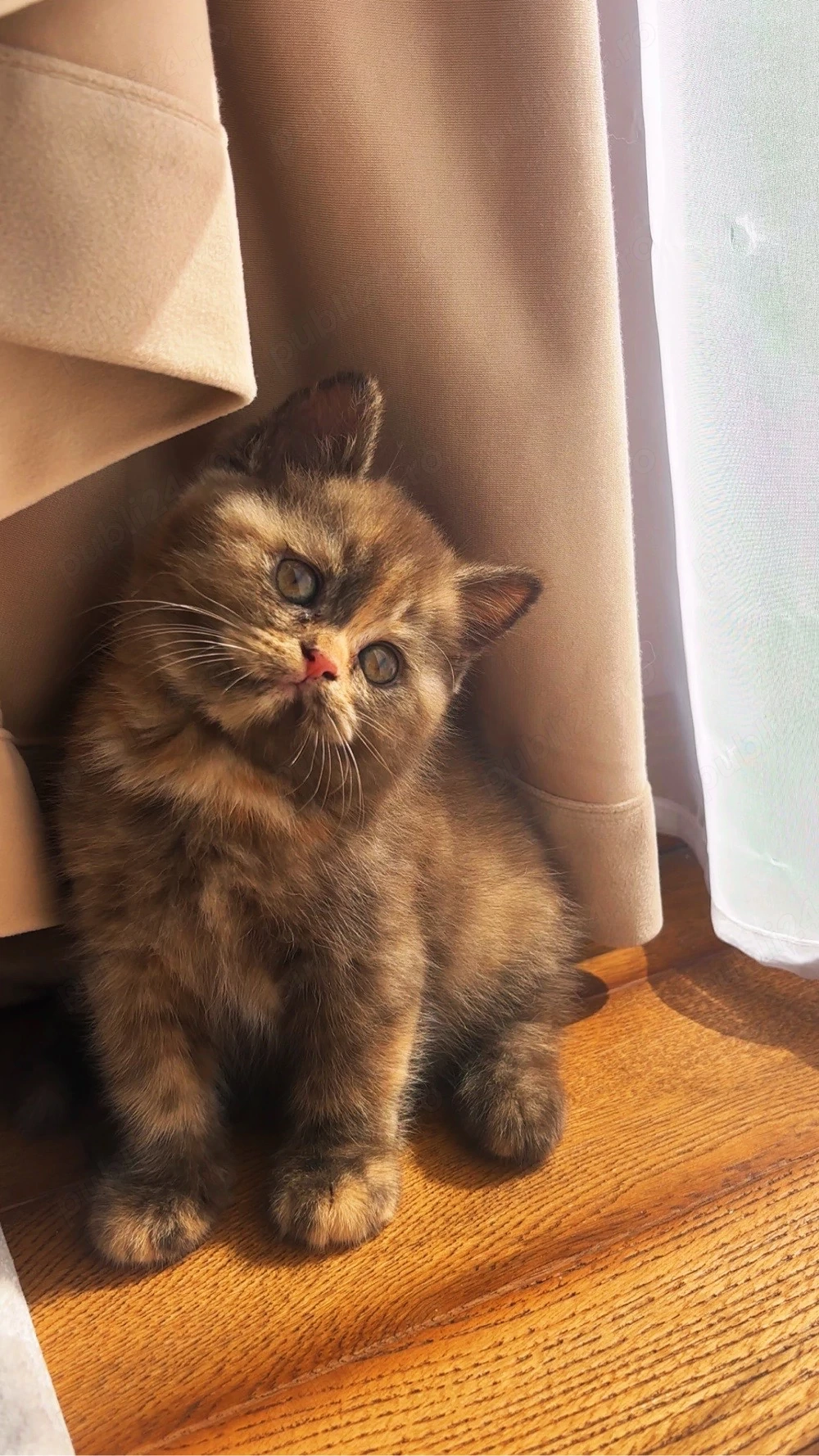 Pui british shorthair chocolate tortie PEDIGREE WCF
