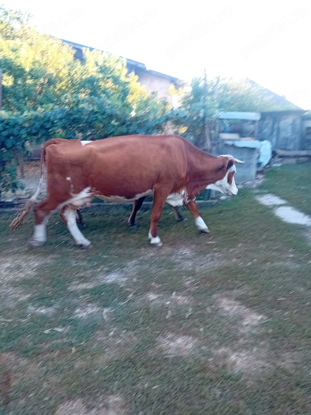 Vaca gestanta 8 luni