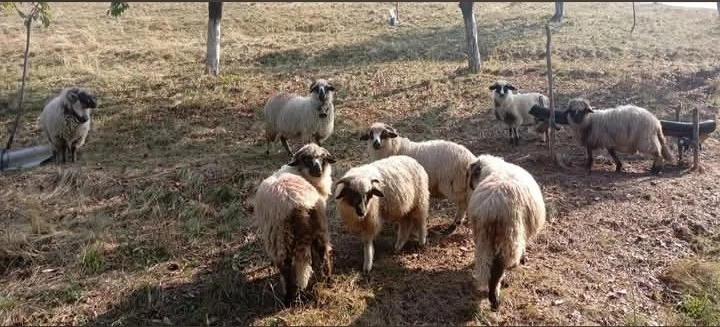 Berbecuți 