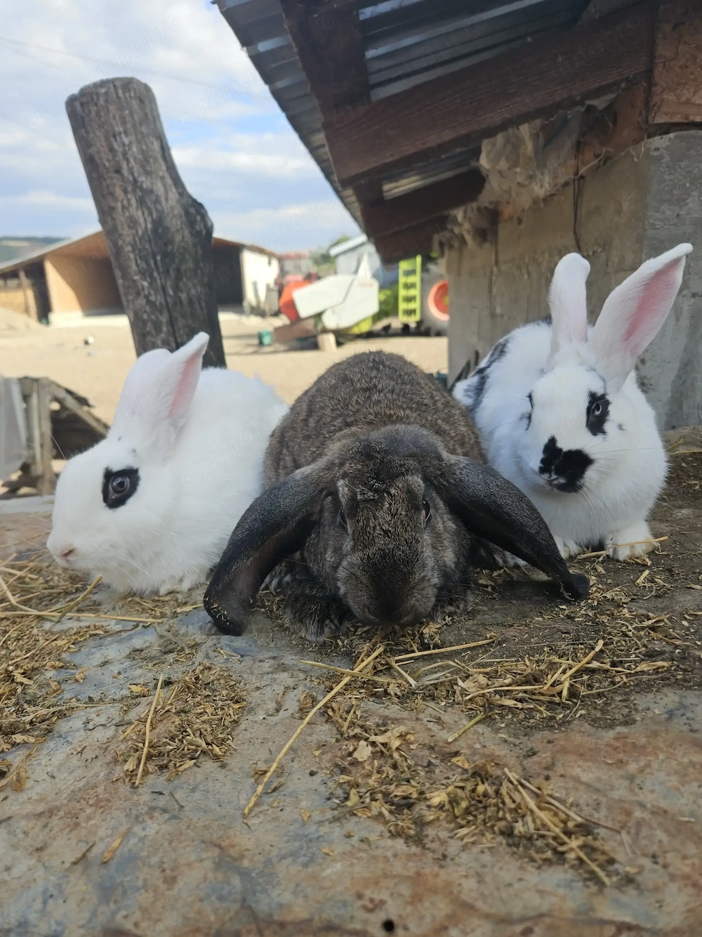 Vând 3 iepuri sănătoși - 2 femele si 1 mascul, de la 50lei buc