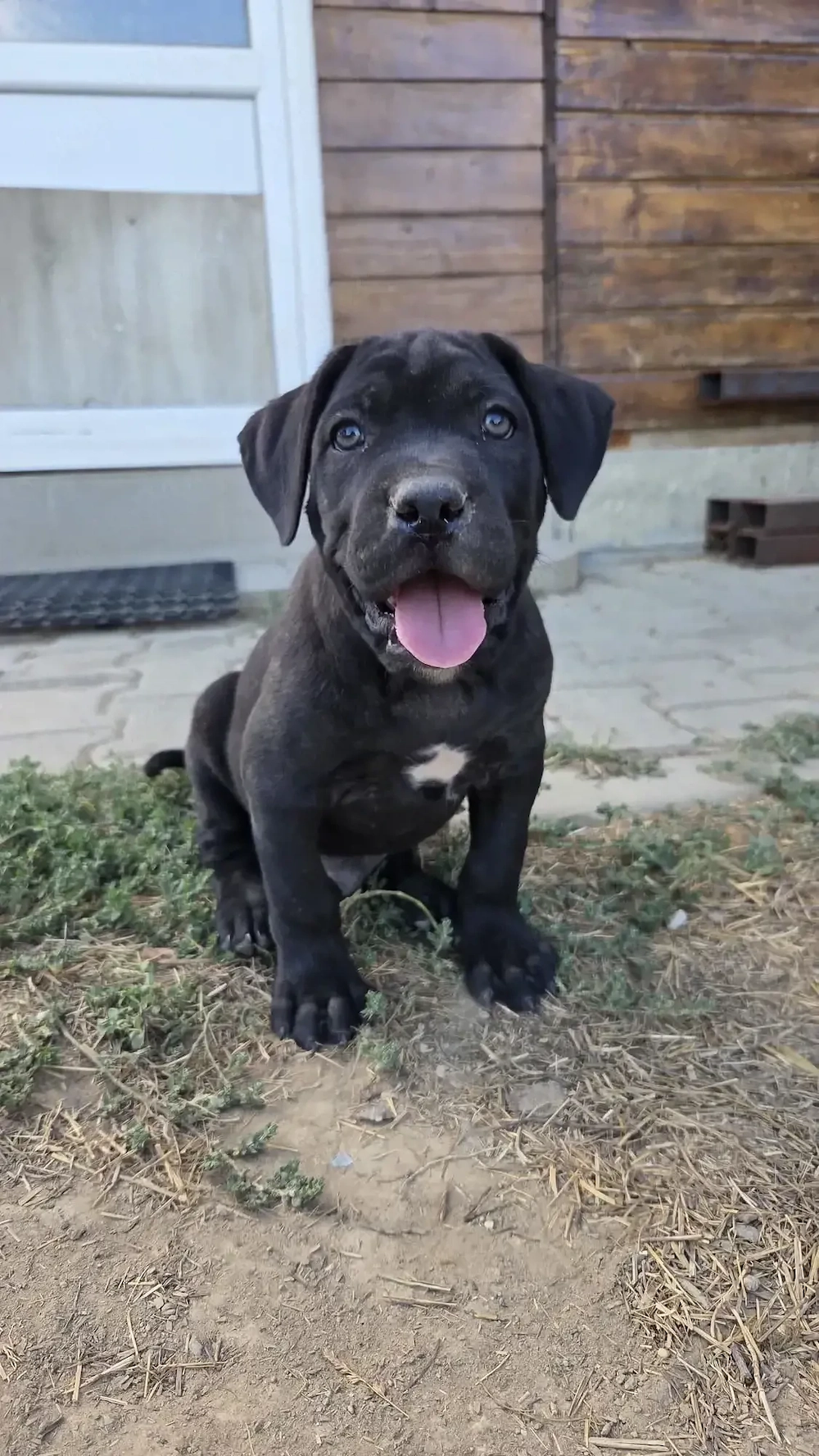 Cane Corso disponibili