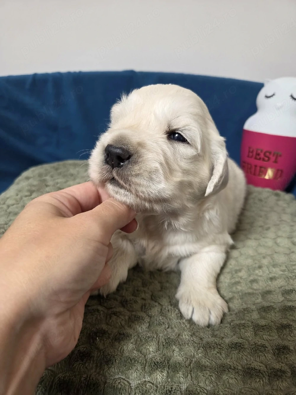 Golden retriever cu pedigree tip A
