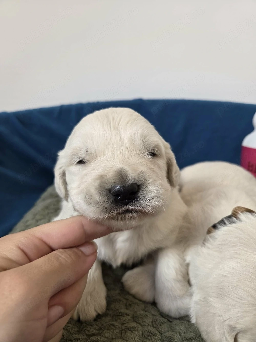 Golden retriever cu pedigree tip A