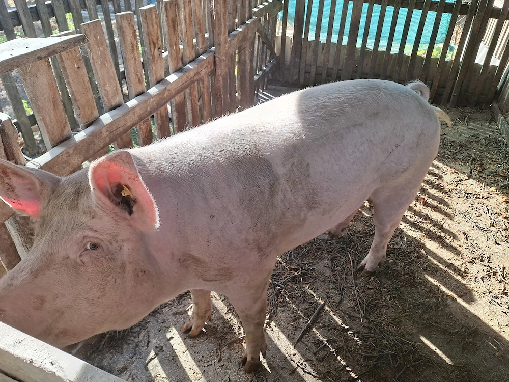 Porci de carne pentru sacrificat