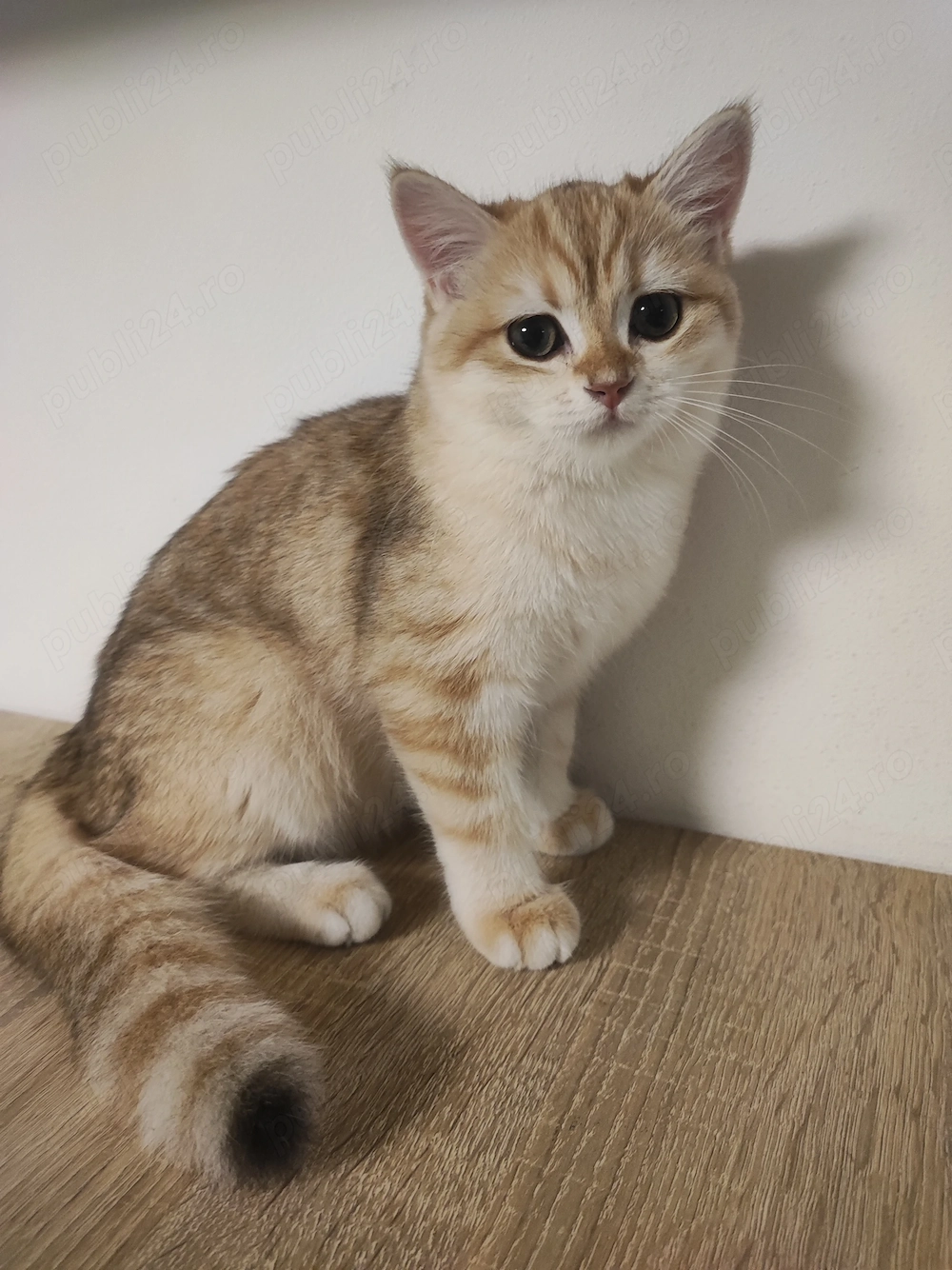 Puișor pisica british shorthair , părinți pedigree 