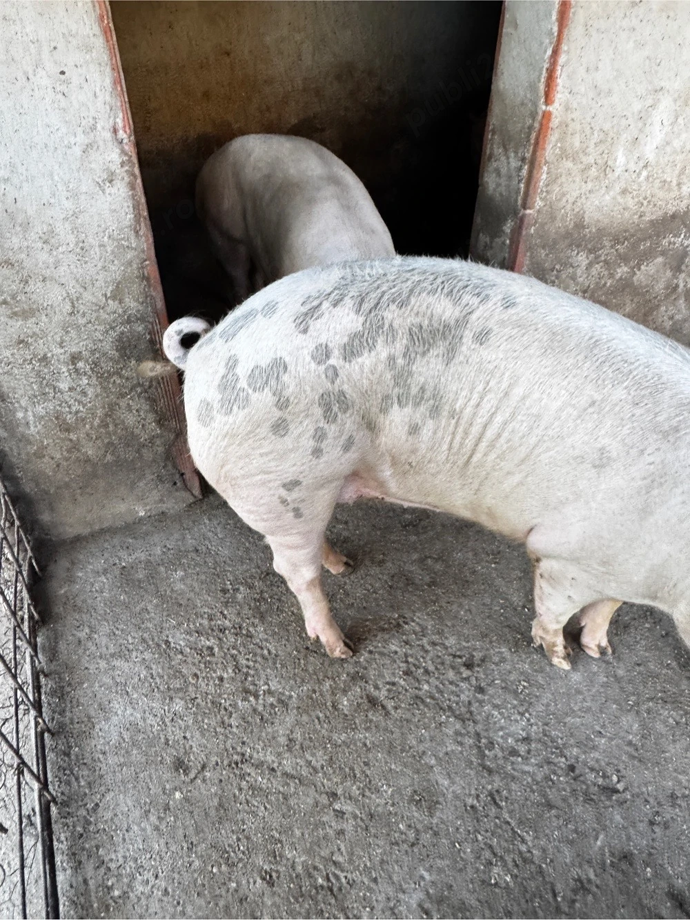 Porci de vinzare