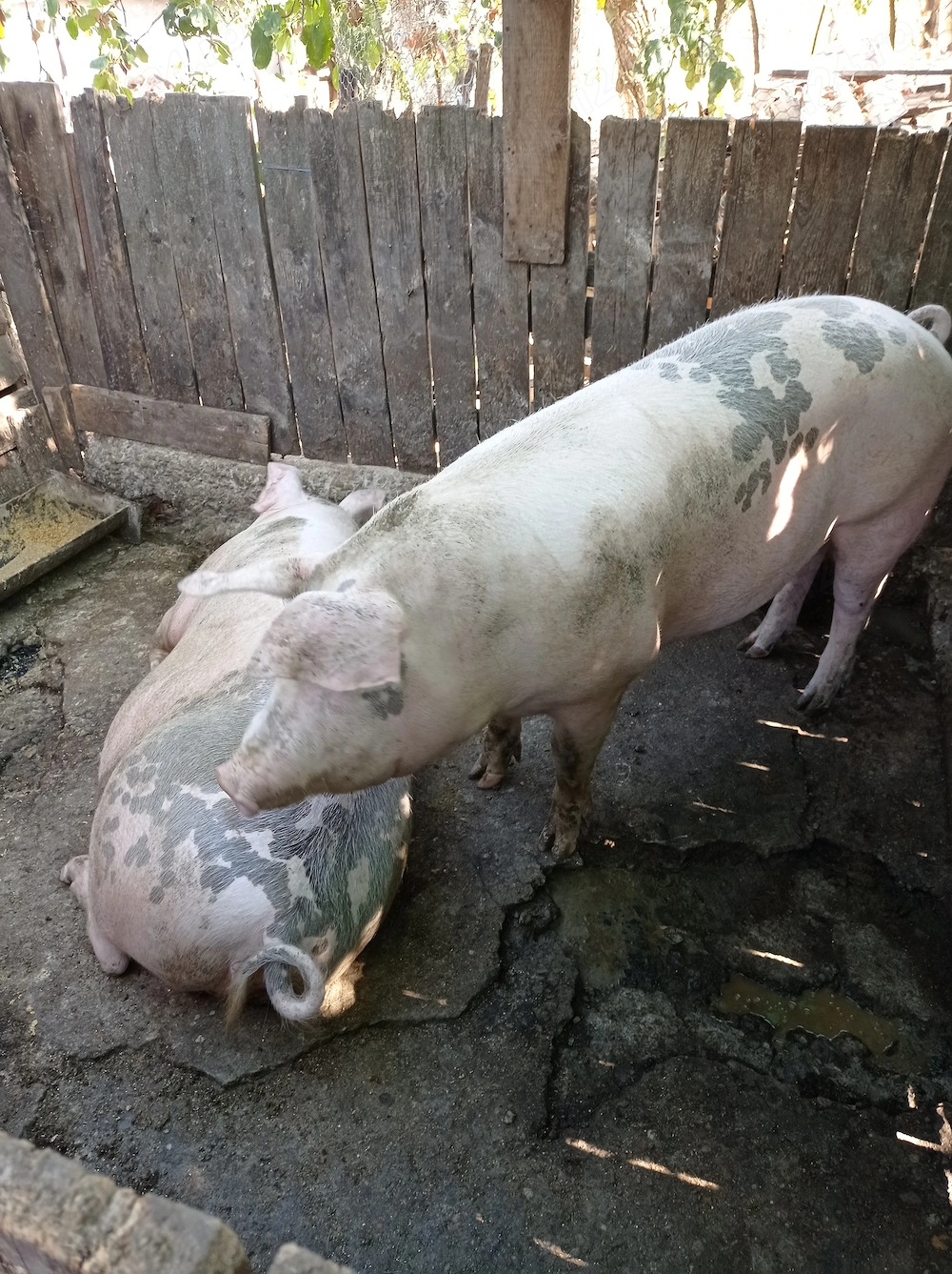Porc de vanzare
