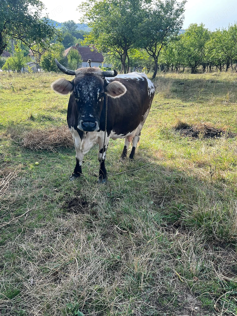 Vând vaca,