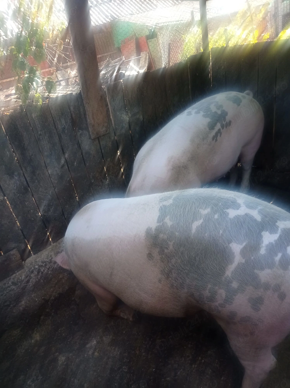 Porc de vânzare 