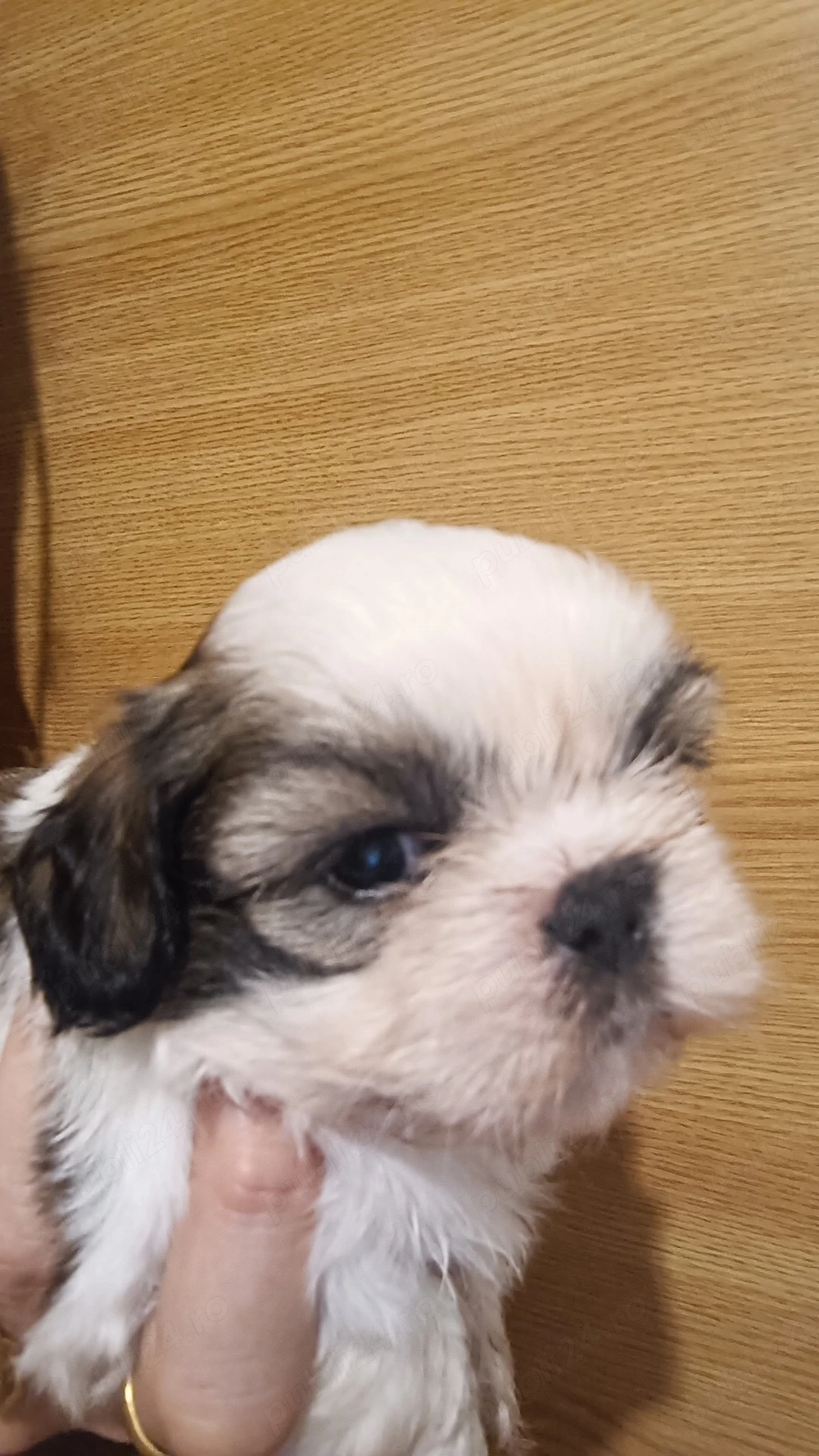 catelusi shih tzu 