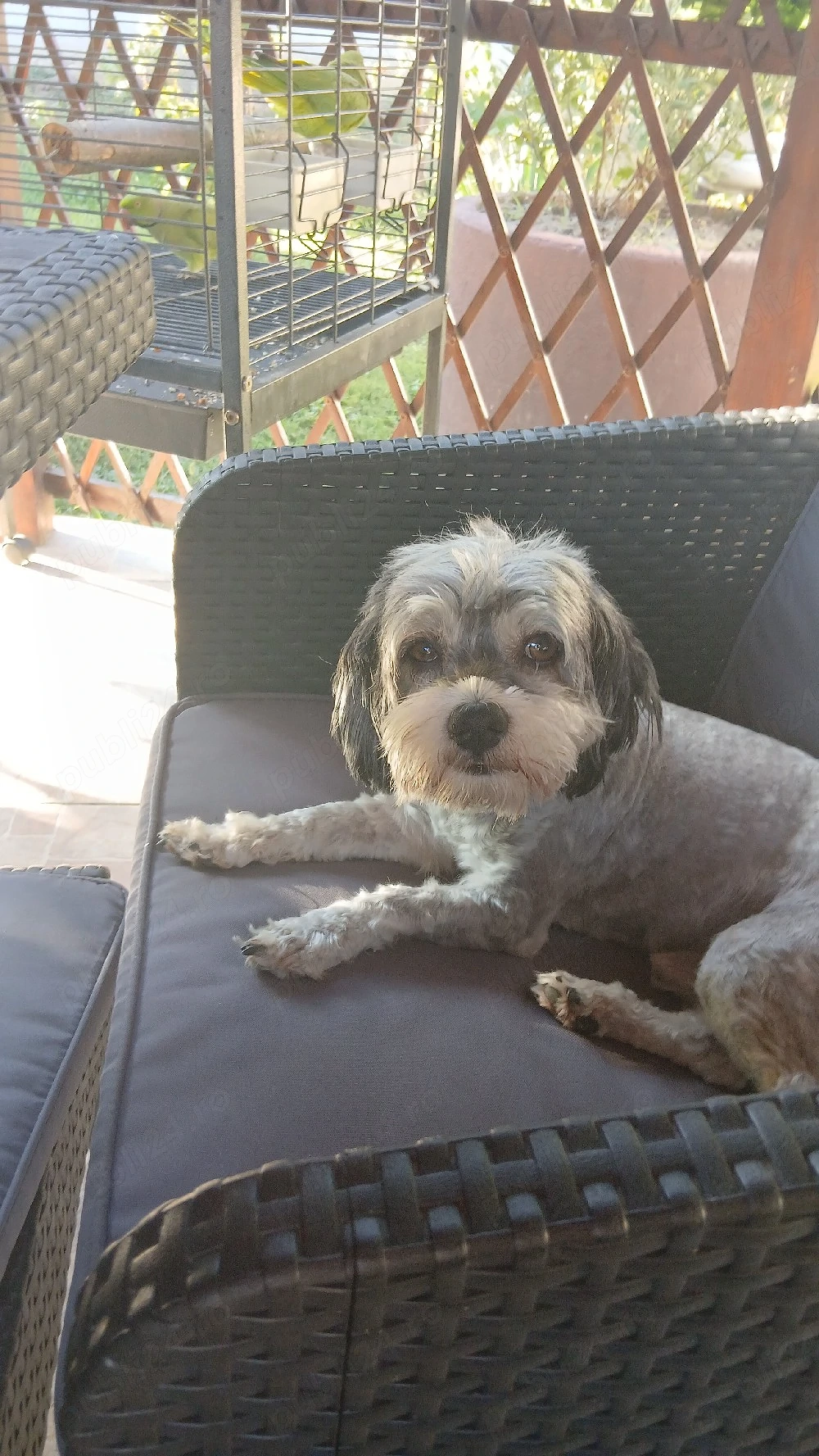 Bichon Havanez Mascul